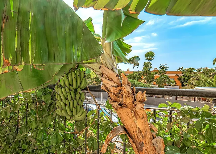 Ocean View Family In Playa La Arena * プエルト・デ・サンティアゴ